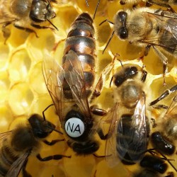 "Karpatka" - matki pszczele unasiennione, matka pszczela czerwiąca